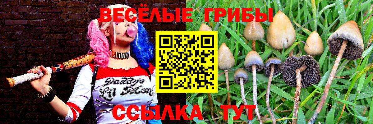 Галлюциногенные грибы Cubensis Кандалакша